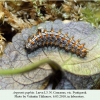 argynnis paphia pyatigorsk larva l3 1